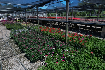 Brilliant Colors of Texas Plant Nursery Business For Sale - image 19