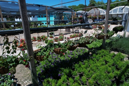 Brilliant Colors of Texas Plant Nursery Business For Sale - image 22