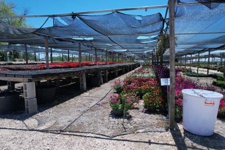 Brilliant Colors of Texas Plant Nursery Business For Sale - image 24