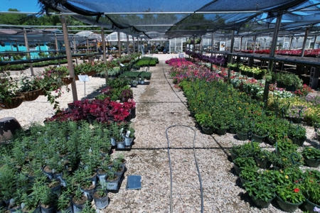Brilliant Colors of Texas Plant Nursery Business For Sale - image 21