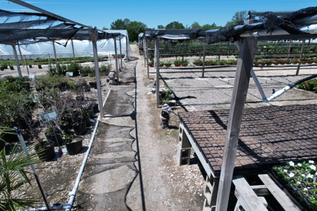 Brilliant Colors of Texas Plant Nursery Business For Sale - image 16