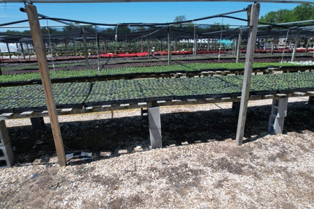 Brilliant Colors of Texas Plant Nursery Business For Sale - image 15