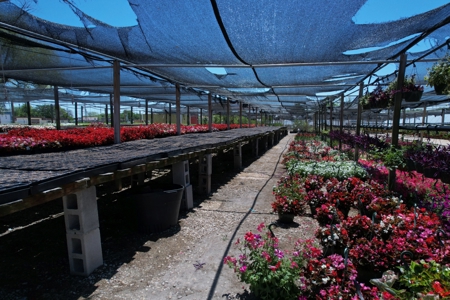 Brilliant Colors of Texas Plant Nursery Business For Sale - image 25