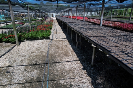 Brilliant Colors of Texas Plant Nursery Business For Sale - image 18