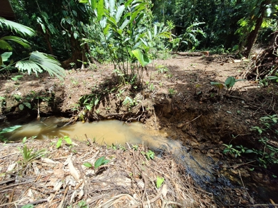 Prime Titled Lot Near the Beach in Paunch- Bocas del Toro - image 6