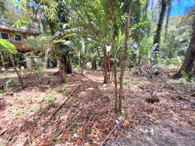 Prime Titled Lot Near the Beach in Paunch- Bocas del Toro - image 4