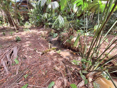 Prime Titled Lot Near the Beach in Paunch- Bocas del Toro - image 3
