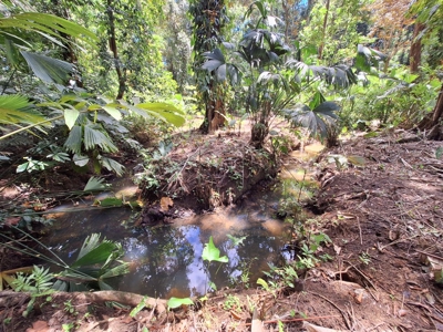 Prime Titled Lot Near the Beach in Paunch- Bocas del Toro - image 7