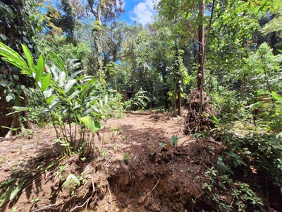 Prime Titled Lot Near the Beach in Paunch- Bocas del Toro - image 9