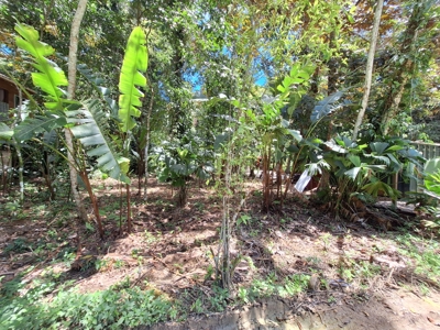 Prime Titled Lot Near the Beach in Paunch- Bocas del Toro - image 1