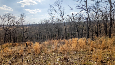 Vacant Land for sale in Douglas County | Missouri Ozarks - image 4