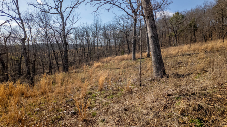 Vacant Land for sale in Douglas County | Missouri Ozarks - image 6