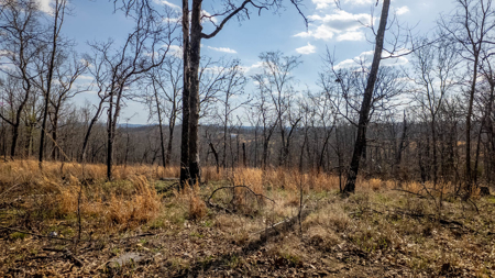Vacant Land for sale in Douglas County | Missouri Ozarks - image 8