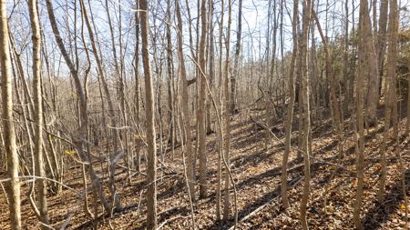 120 Acres in the Missouri Ozarks | Raymondville - image 15