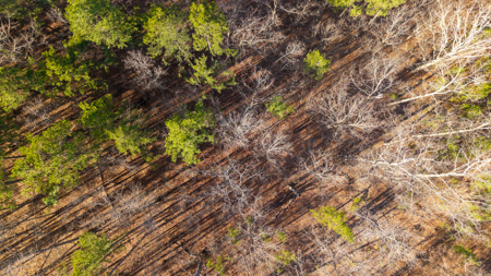 120 Acres in the Missouri Ozarks | Raymondville - image 9