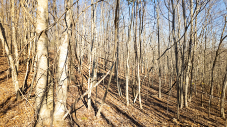120 Acres in the Missouri Ozarks | Raymondville - image 16