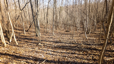 120 Acres in the Missouri Ozarks | Raymondville - image 14