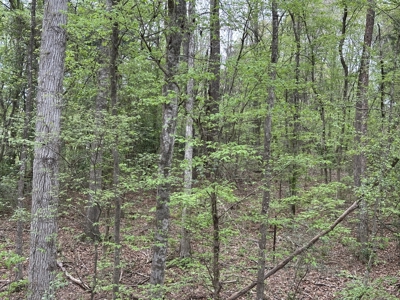 East Texas Commercial Land For Sale - image 19