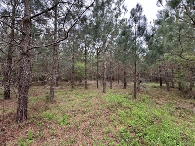 East Texas Commercial Land For Sale - image 10