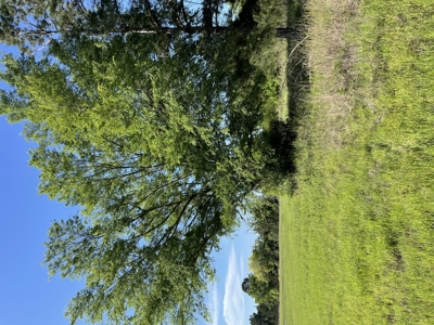 East Texas Commercial Land For Sale - image 2