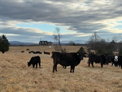 Working Farm Perfection on the Rapidan—176 Acres of Opportunity! - image 23