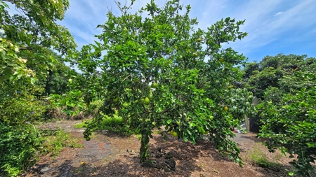 Organic Hawaiʻi mini farm with lush food forest and cozy 1BR home - image 31