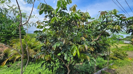 Organic Hawaiʻi mini farm with lush food forest and cozy 1BR home - image 44