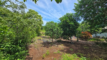 Organic Hawaiʻi mini farm with lush food forest and cozy 1BR home - image 30