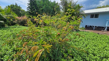 Organic Hawaiʻi mini farm with lush food forest and cozy 1BR home - image 43