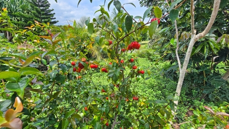 Organic Hawaiʻi mini farm with lush food forest and cozy 1BR home - image 45