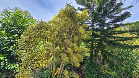 Organic Hawaiʻi mini farm with lush food forest and cozy 1BR home - image 39