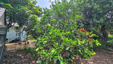 Organic Hawaiʻi mini farm with lush food forest and cozy 1BR home - image 34