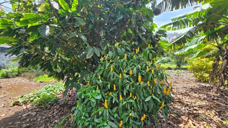 Organic Hawaiʻi mini farm with lush food forest and cozy 1BR home - image 36