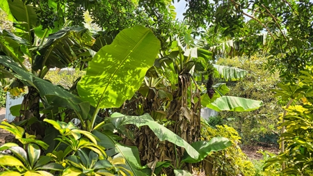 Organic Hawaiʻi mini farm with lush food forest and cozy 1BR home - image 40