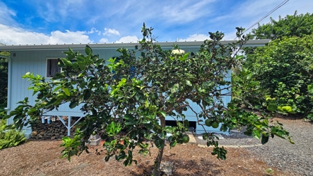 Organic Hawaiʻi mini farm with lush food forest and cozy 1BR home - image 26