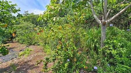Organic Hawaiʻi mini farm with lush food forest and cozy 1BR home - image 32