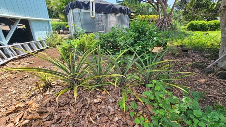 Organic Hawaiʻi mini farm with lush food forest and cozy 1BR home - image 27