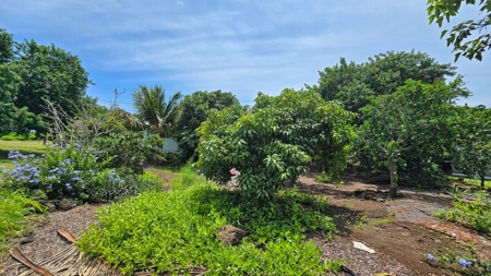 Organic Hawaiʻi mini farm with lush food forest and cozy 1BR home - image 33