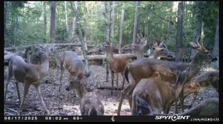 Hunting Land for Sale Pauline SC - image 7