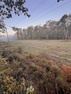 Hunting Land for Sale Pauline SC - image 4