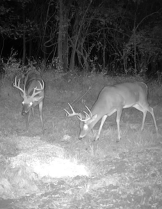Hunting Land for Sale Pauline SC - image 6