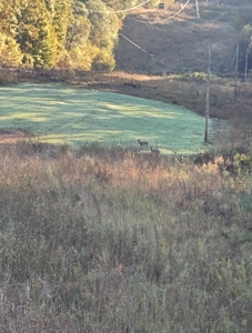 Hunting Land for Sale Pauline SC - image 3