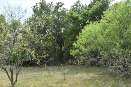 Discover this 54+ acre land located in the mineral rich Kosse - image 17