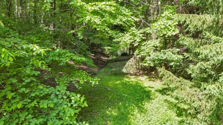 Large Land Tract for Sale in Floyd County, VA - image 17