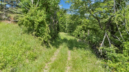 Large Land Tract for Sale in Floyd County, VA - image 21