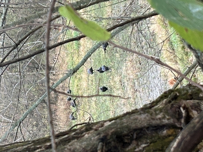 Waterfowl Property For Sale Lamar Mo - image 47