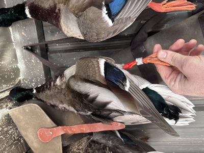 Waterfowl Property For Sale Lamar Mo - image 44