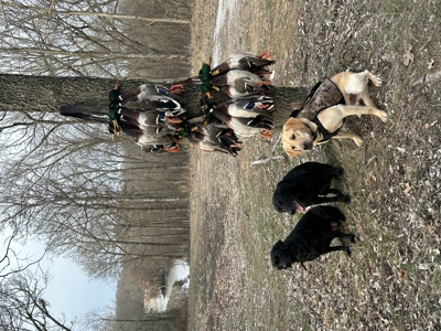 Waterfowl Property For Sale Lamar Mo - image 43