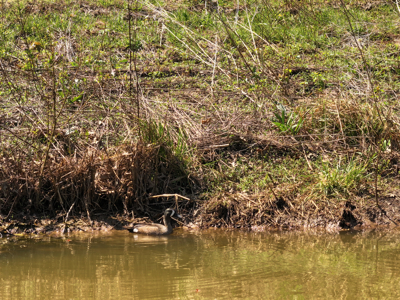 Waterfowl Property For Sale Lamar Mo - image 37