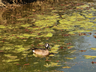 Waterfowl Property For Sale Lamar Mo - image 6